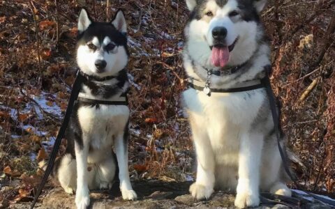 阿拉斯加犬和哈士奇有什么区别