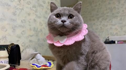 丁香色蓝猫：实际上是英国短毛猫