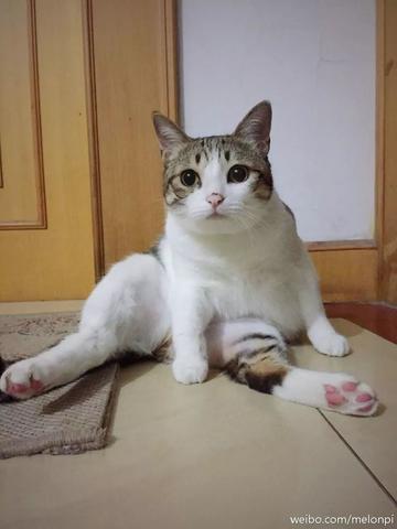 日本常见的猫品种，起源于中国