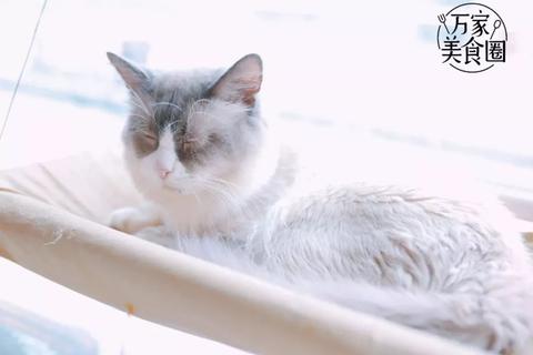 乌云踏雪猫，一种充满神秘色彩与独特魅力的猫咪