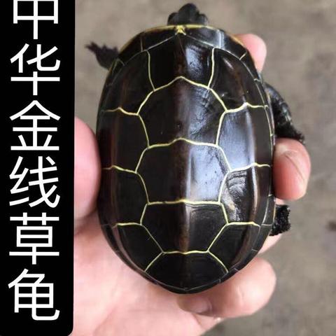 爬宠饲养有哪些种类