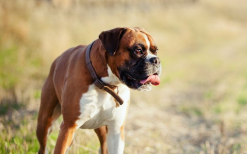 【训狗教程】如何训练拳师犬与其他宠物和谐共处分享