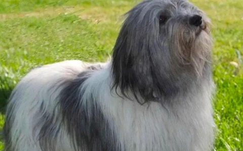 【训狗教程】怎么训练波兰低地牧羊犬看守仓库