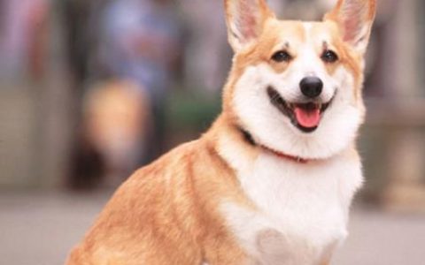 训练卡迪根威尔士柯基犬卧倒不动