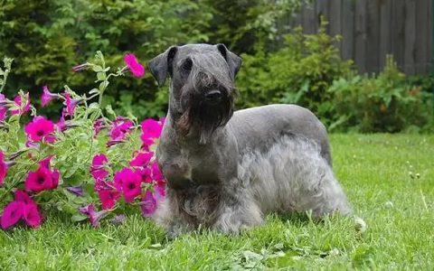 【训狗教程】怎么训练捷克梗犬在草丛中搜索目标