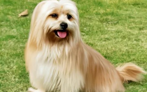 【训狗教程】怎么训练拉萨犬安静乘车分享