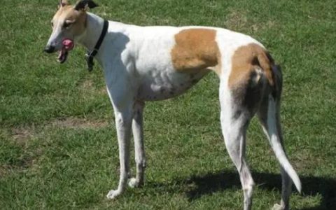 【训狗教程】如何训练猎兔犬追踪野兔踪迹
