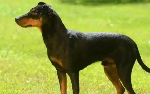 【训狗教程】怎么训练曼彻斯特梗犬不攻击小型动物