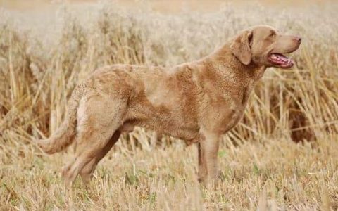 【训狗教程】如何训练切萨皮克湾寻猎犬在水中叼回猎物