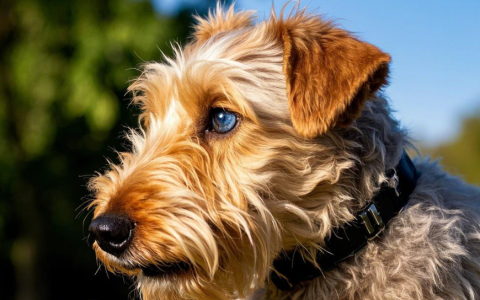 【训狗教程】如何训练贝林登梗犬在人群中保持安静分享