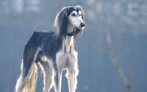 【训狗教程】如何训练萨路基猎犬控制奔跑速度