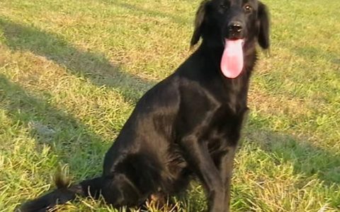 【训狗教程】怎么训练平毛寻回犬在沙滩上寻物