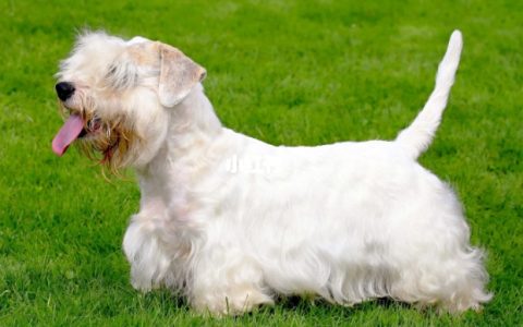 【训狗教程】如何训练西里汉梗犬跳过较高障碍分享
