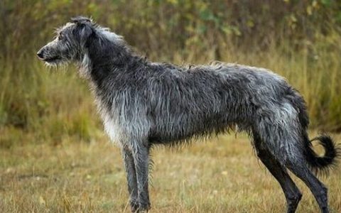 【训狗教程】怎么训练苏格兰猎鹿犬听从哨声指令分享