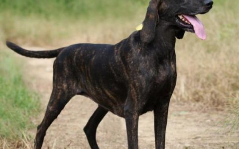 【训狗教程】如何训练普罗特猎犬在山林中定位猎物