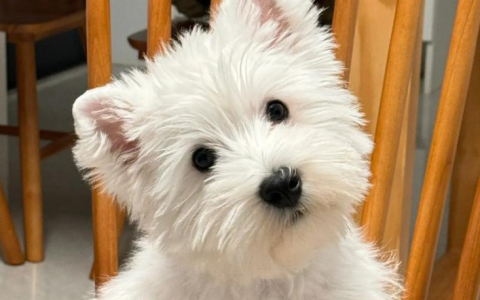 【训狗教程】怎么训练西部高地白梗犬在雪地里行走分享