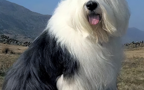 【训狗教程】如何训练英国古代牧羊犬按指令翻滚分享